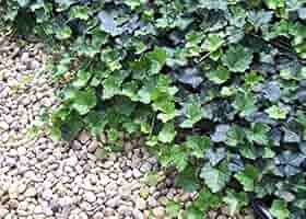 「sckng.w 」la basic IVY Lowe's English Ivy Plant in 6-Pack Tray NURSERY at Lowes.com